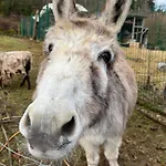 Les Biches Du Saut Des Cuves شاليه