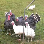 شاليه Les Biches Du Saut Des Cuves كسونبورت-لونجمير