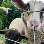 شاليه Les Biches Du Saut Des Cuves *