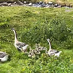 Les Biches Du Saut Des Cuves شاليه *