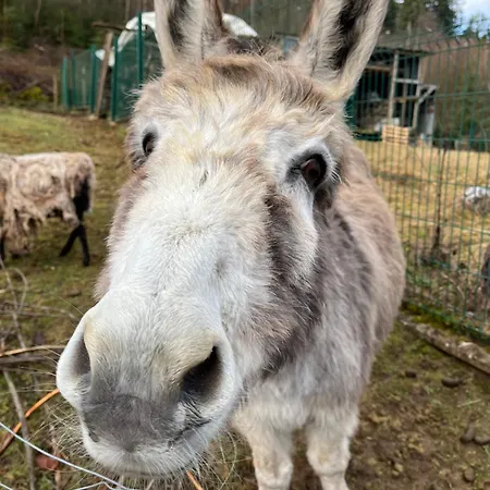 Les Biches Du Saut Des Cuves شاليه