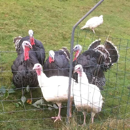 شاليه Les Biches Du Saut Des Cuves كسونبورت-لونجمير