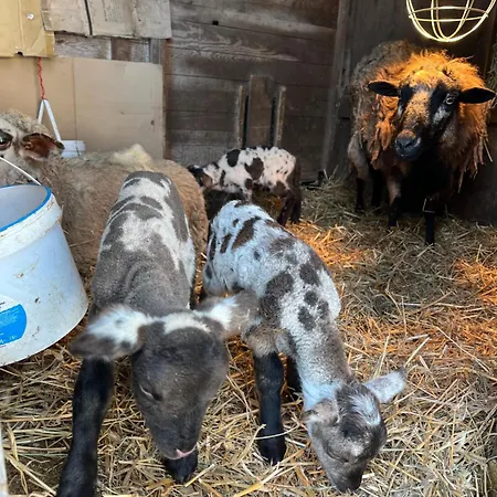 Les Biches Du Saut Des Cuves Chalet Xonrupt-Longemer
