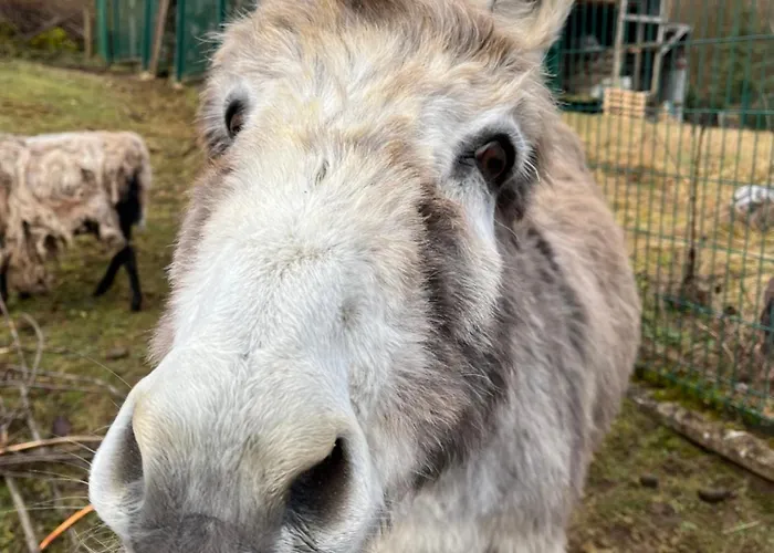 Les Biches Du Saut Des Cuves Chalet