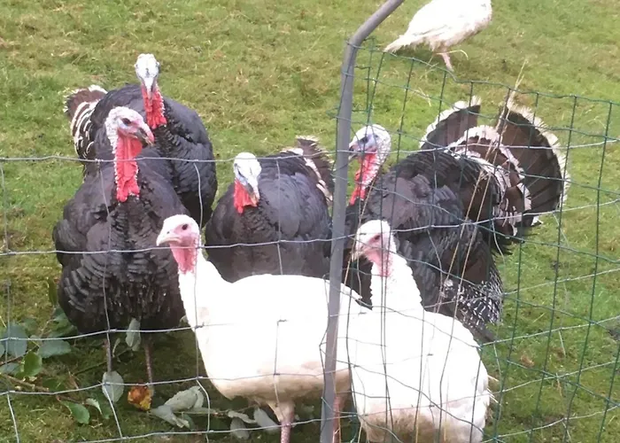 Chalet Les Biches Du Saut Des Cuves Xonrupt-Longemer