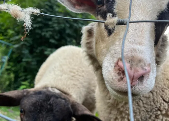 Horská chata Les Biches Du Saut Des Cuves *