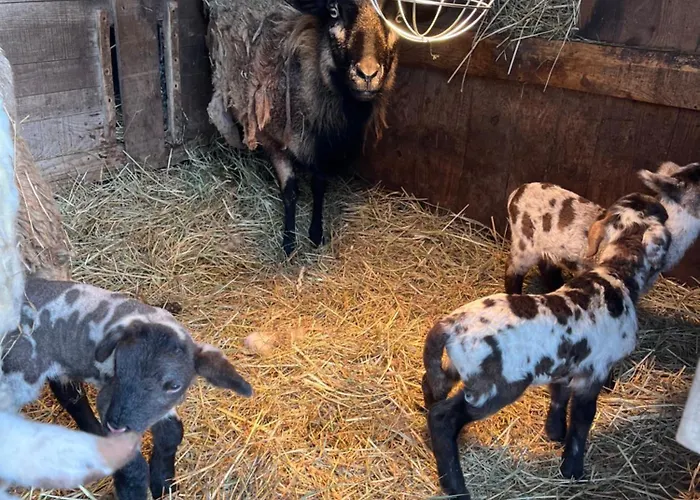 Les Biches Du Saut Des Cuves Chalet