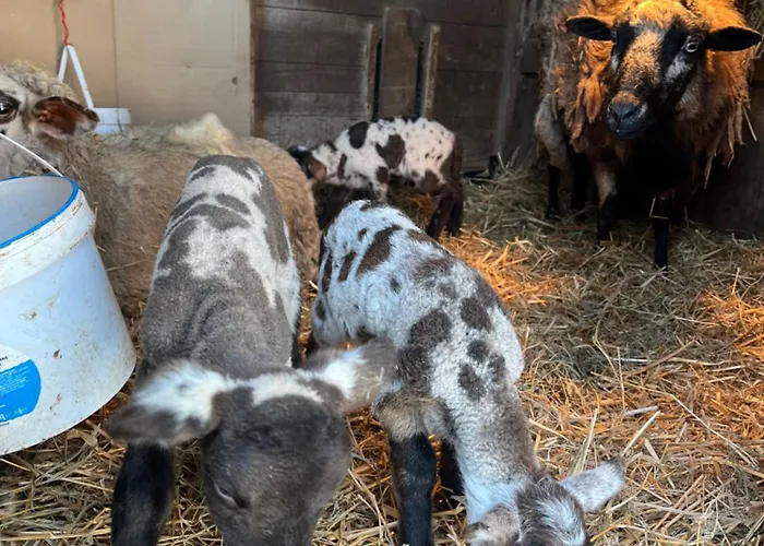 Les Biches Du Saut Des Cuves Chalet Xonrupt-Longemer
